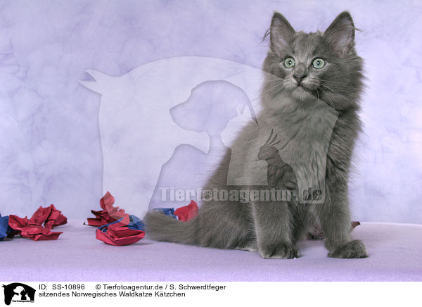 sitzendes Norwegisches Waldkatze Ktzchen / sitting Norwegian Forest Kitten / SS-10896