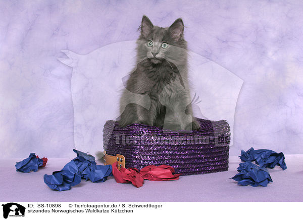 sitzendes Norwegisches Waldkatze Ktzchen / sitting Norwegian Forest Cat Kitten / SS-10898