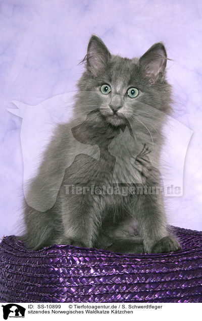 sitzendes Norwegisches Waldkatze Ktzchen / sitting Norwegian Forest Kitten / SS-10899