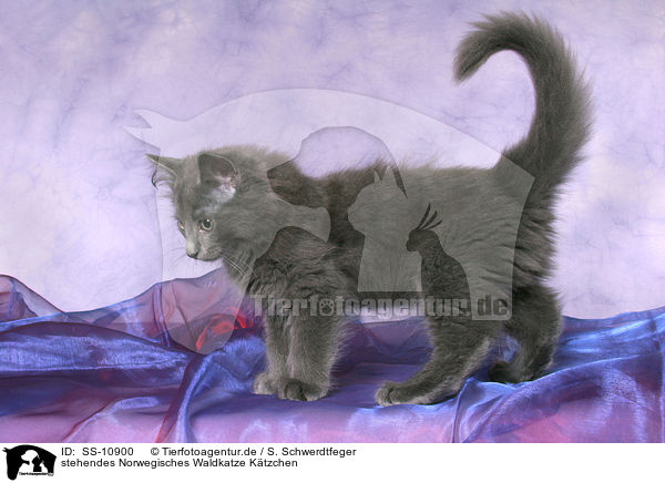 stehendes Norwegisches Waldkatze Ktzchen / standing Norwegian Forest Kitten / SS-10900