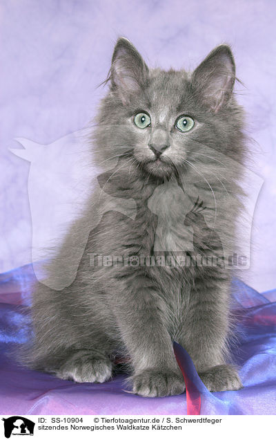 sitzendes Norwegisches Waldkatze Ktzchen / sitting Norwegian Forest Kitten / SS-10904