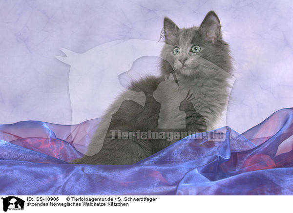 sitzendes Norwegisches Waldkatze Ktzchen / sitting Norwegian Forest Kitten / SS-10906