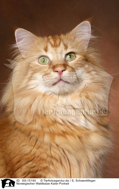 Norwegischer Waldkatze Kater Portrait / Norwegian Forest Cat Portrait / SS-15190