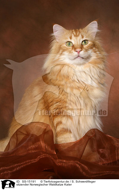 sitzender Norwegischer Waldkatze Kater / sitting Norwegian Forest Cat / SS-15191