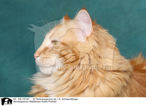 Norwegischer Waldkatze Kater Portrait / Norwegian Forest Cat Portrait / SS-15197