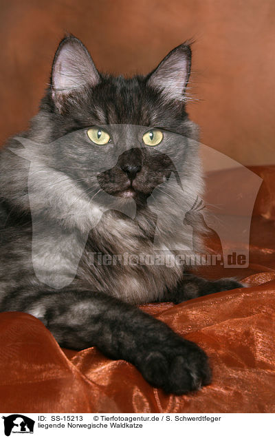 liegende Norwegische Waldkatze / lying Norwegian Forest Cat / SS-15213