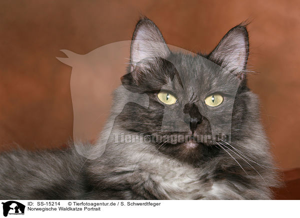 Norwegische Waldkatze Portrait / Norwegian Forest Cat Portrait / SS-15214