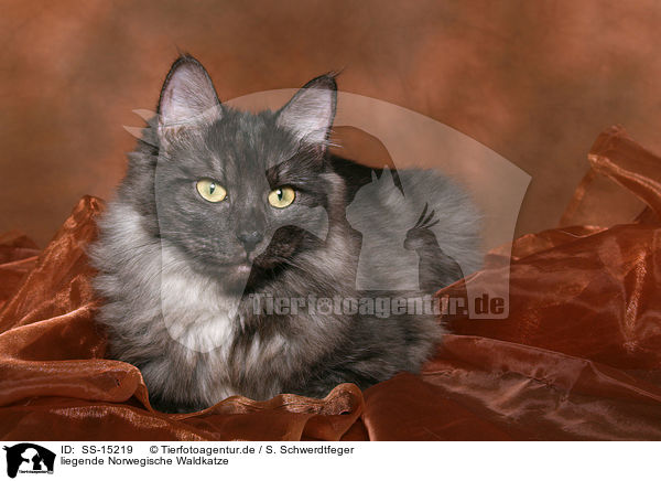 liegende Norwegische Waldkatze / lying Norwegian Forest Cat / SS-15219