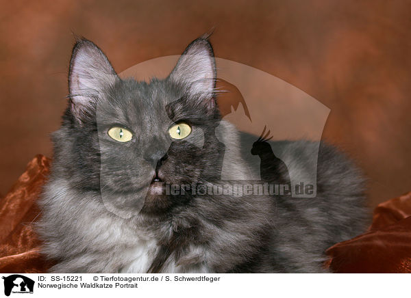 Norwegische Waldkatze Portrait / Norwegian Forest Cat Portrait / SS-15221