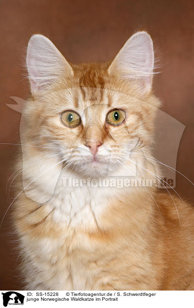 junge Norwegische Waldkatze im Portrait / young norwegian forest cat Portrait / SS-15228