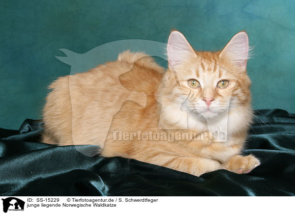 junge liegende Norwegische Waldkatze / young lying norwegian forest cat / SS-15229