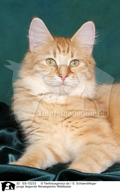 junge liegende Norwegische Waldkatze / young lying norwegian forest cat / SS-15233