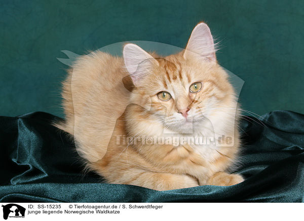 junge liegende Norwegische Waldkatze / young lying norwegian forest cat / SS-15235