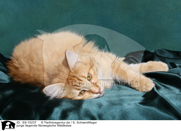 junge liegende Norwegische Waldkatze / young lying norwegian forest cat / SS-15237