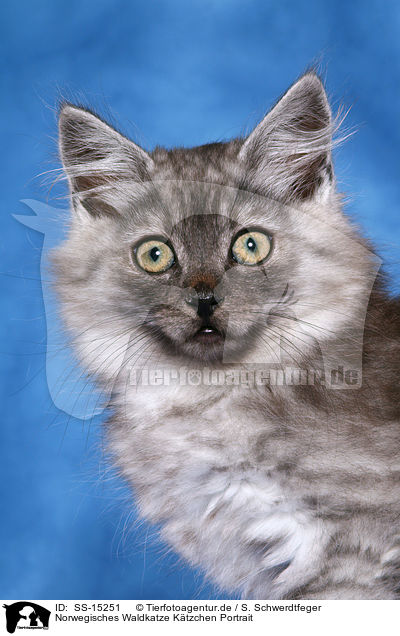 Norwegisches Waldkatze Ktzchen Portrait / Norwegian Forest Kitten Portrait / SS-15251