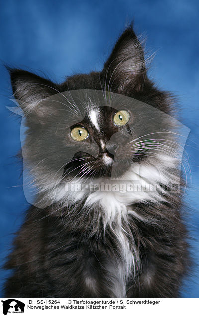 Norwegisches Waldkatze Ktzchen Portrait / Norwegian Forest Kitten Portrait / SS-15264