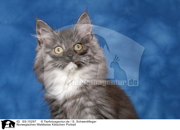 Norwegisches Waldkatze Ktzchen Portrait / Norwegian Forest Kitten Portrait / SS-15297