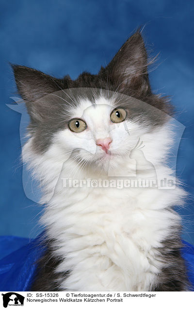 Norwegisches Waldkatze Ktzchen Portrait / Norwegian Forest Kitten Portrait / SS-15326