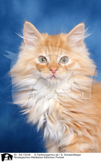 Norwegisches Waldkatze Ktzchen Portrait / Norwegian Forest Kitten Portrait / SS-15338