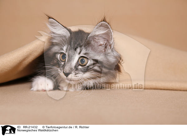 Norwegisches Waldktzchen / norwegian forest kitten / RR-21432