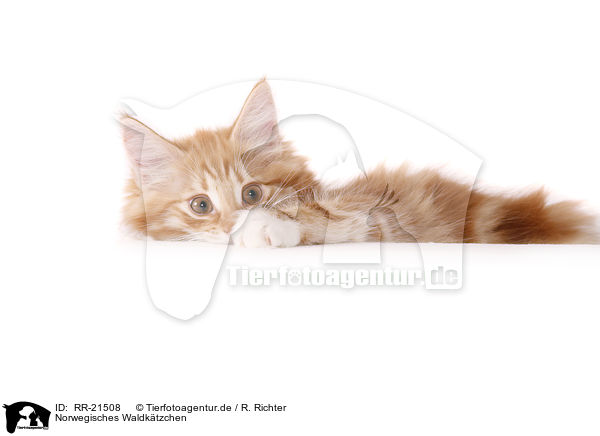 Norwegisches Waldktzchen / norwegian forest kitten / RR-21508