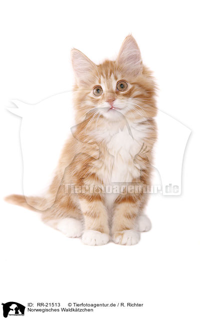 Norwegisches Waldktzchen / norwegian forest kitten / RR-21513