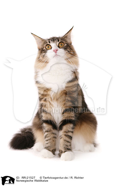 Norwegische Waldkatze / norwegian forest cat / RR-21527