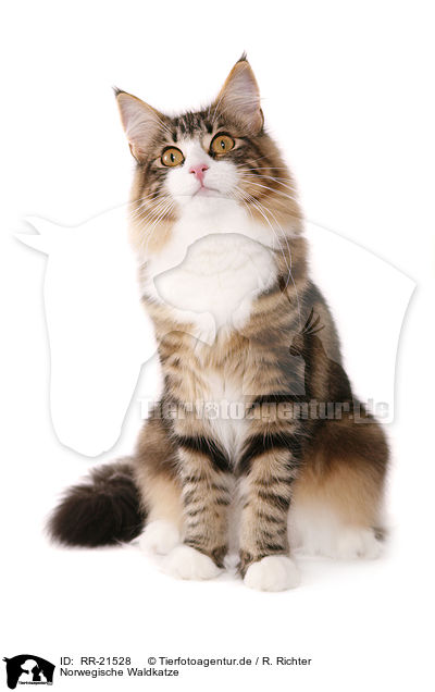 Norwegische Waldkatze / norwegian forest cat / RR-21528