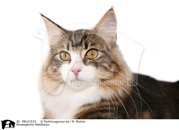 Norwegische Waldkatze / norwegian forest cat / RR-21533