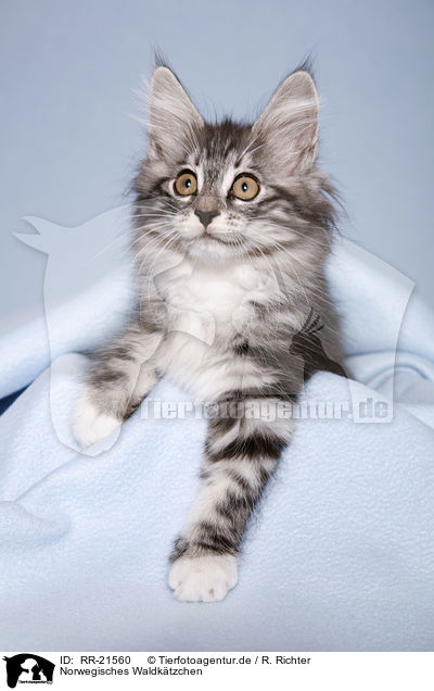 Norwegisches Waldktzchen / norwegian forest kitten / RR-21560