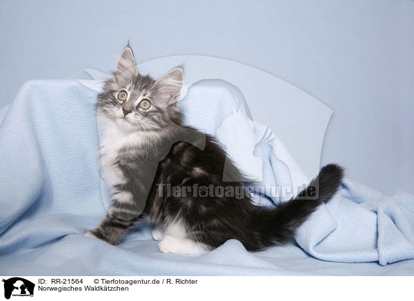 Norwegisches Waldktzchen / norwegian forest kitten / RR-21564