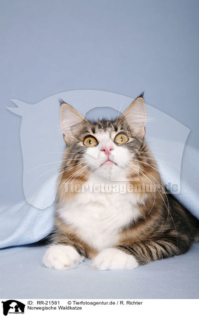 Norwegische Waldkatze / norwegian forest cat / RR-21581