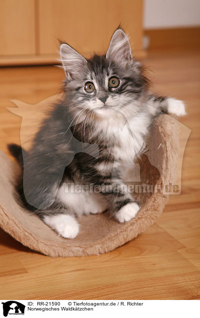 Norwegisches Waldktzchen / norwegian forest kitten / RR-21590