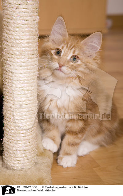 Norwegisches Waldktzchen / norwegian forest kitten / RR-21600