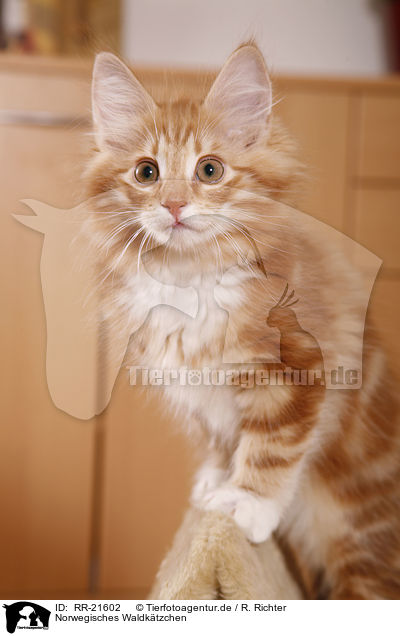 Norwegisches Waldktzchen / norwegian forest kitten / RR-21602