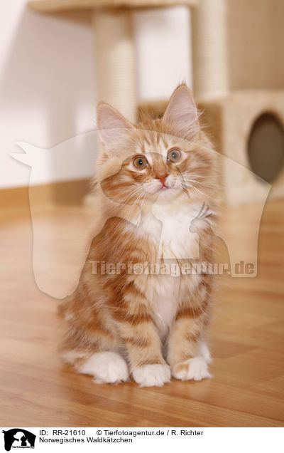 Norwegisches Waldktzchen / norwegian forest kitten / RR-21610