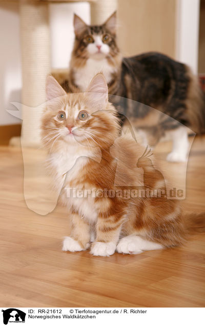 Norwegisches Waldktzchen / norwegian forest kitten / RR-21612