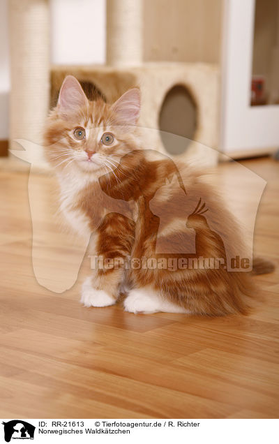 Norwegisches Waldktzchen / norwegian forest kitten / RR-21613