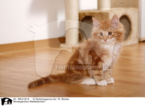 Norwegisches Waldktzchen / norwegian forest kitten / RR-21614