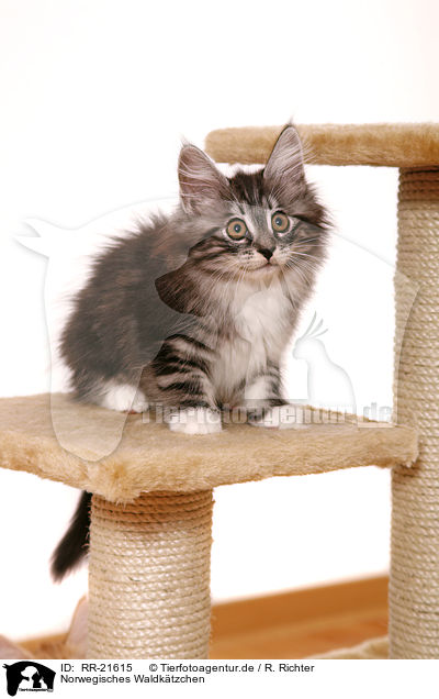 Norwegisches Waldktzchen / norwegian forest kitten / RR-21615