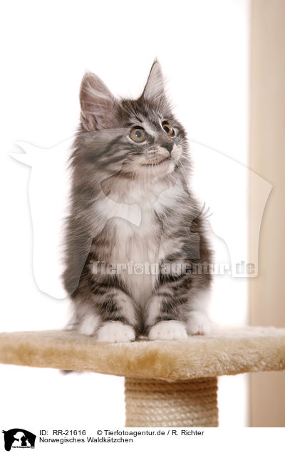 Norwegisches Waldktzchen / norwegian forest kitten / RR-21616