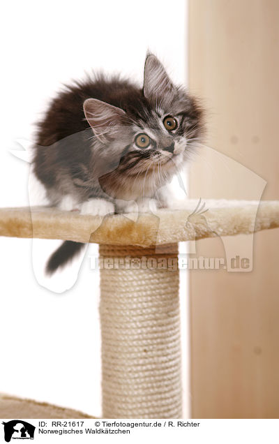 Norwegisches Waldktzchen / norwegian forest kitten / RR-21617