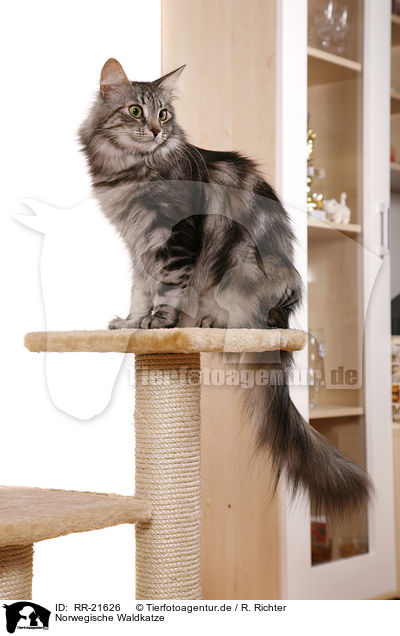 Norwegische Waldkatze / norwegian forest cat / RR-21626