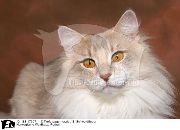 Norwegische Waldkatze Portrait / norwegian forest cat portrait / SS-17307