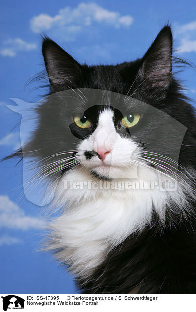 Norwegische Waldkatze Portrait / norwegian forest cat portrait / SS-17395