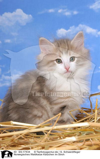 Norwegisches Waldkatze Ktzchen im Stroh / norwegian forest kitten in straw / SS-17434