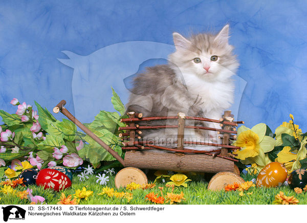 Norwegisches Waldkatze Ktzchen zu Ostern / norwegian forest kitten at Easter / SS-17443