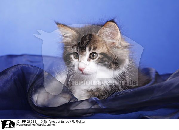 Norwegisches Waldktzchen / Norwegian Forest Kitten / RR-26211