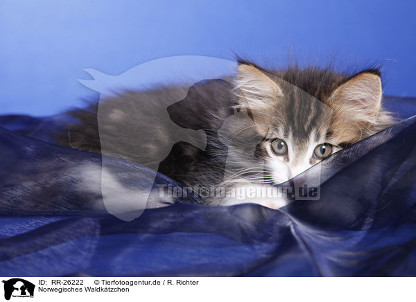 Norwegisches Waldktzchen / Norwegian Forest Kitten / RR-26222