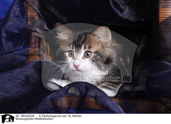 Norwegisches Waldktzchen / Norwegian Forest Kitten / RR-26226